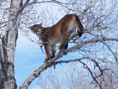 Sightings of mountain lions and black bear on the increase in the Wood River Valley
