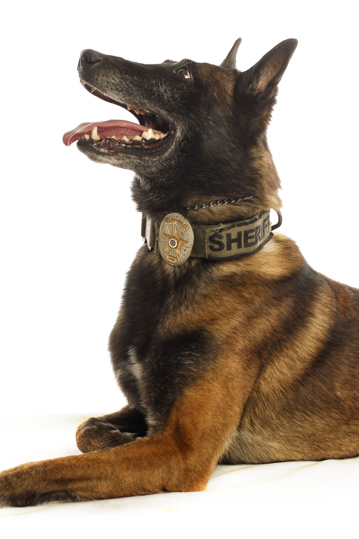 Dogs with Jobs