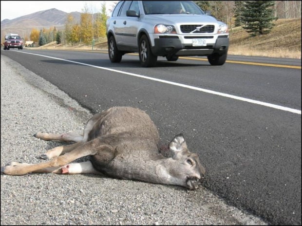 Who Removes Dead Animals From The Road