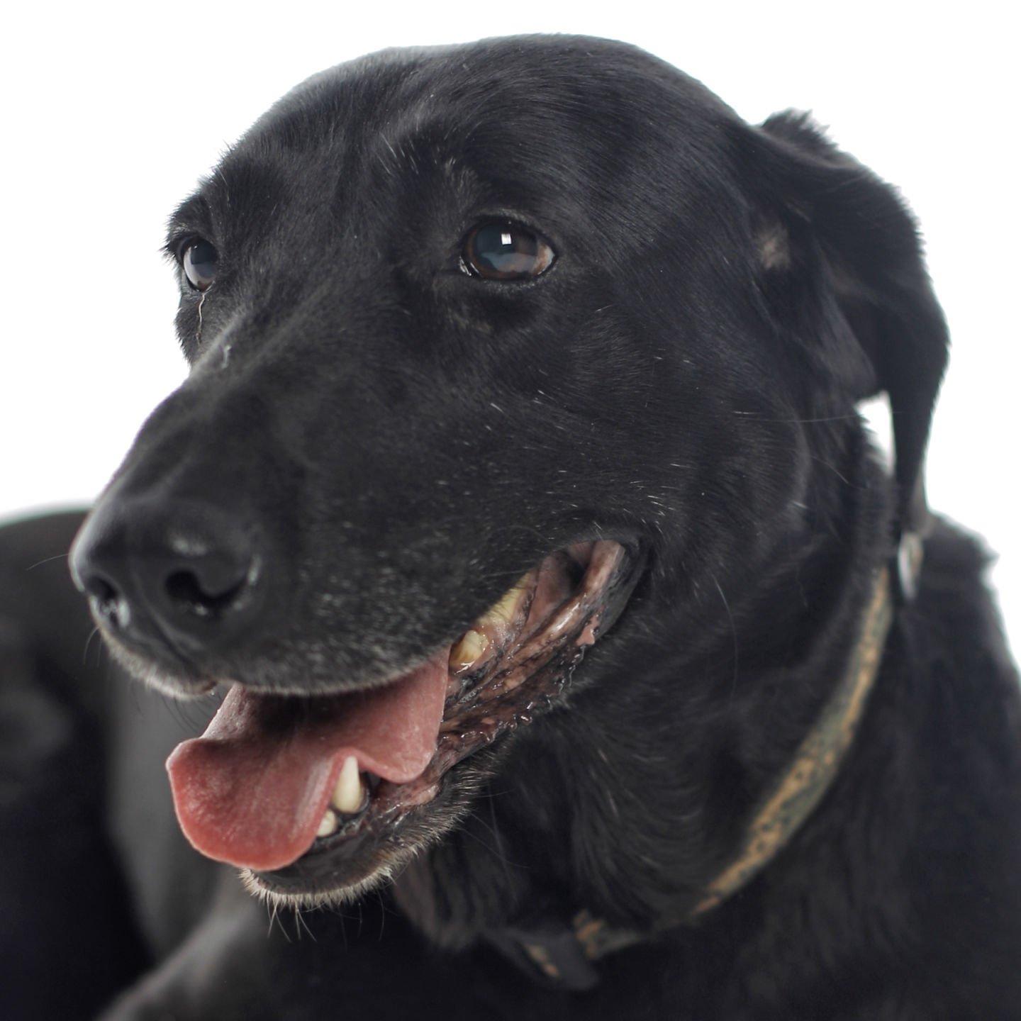 Dogs with Jobs