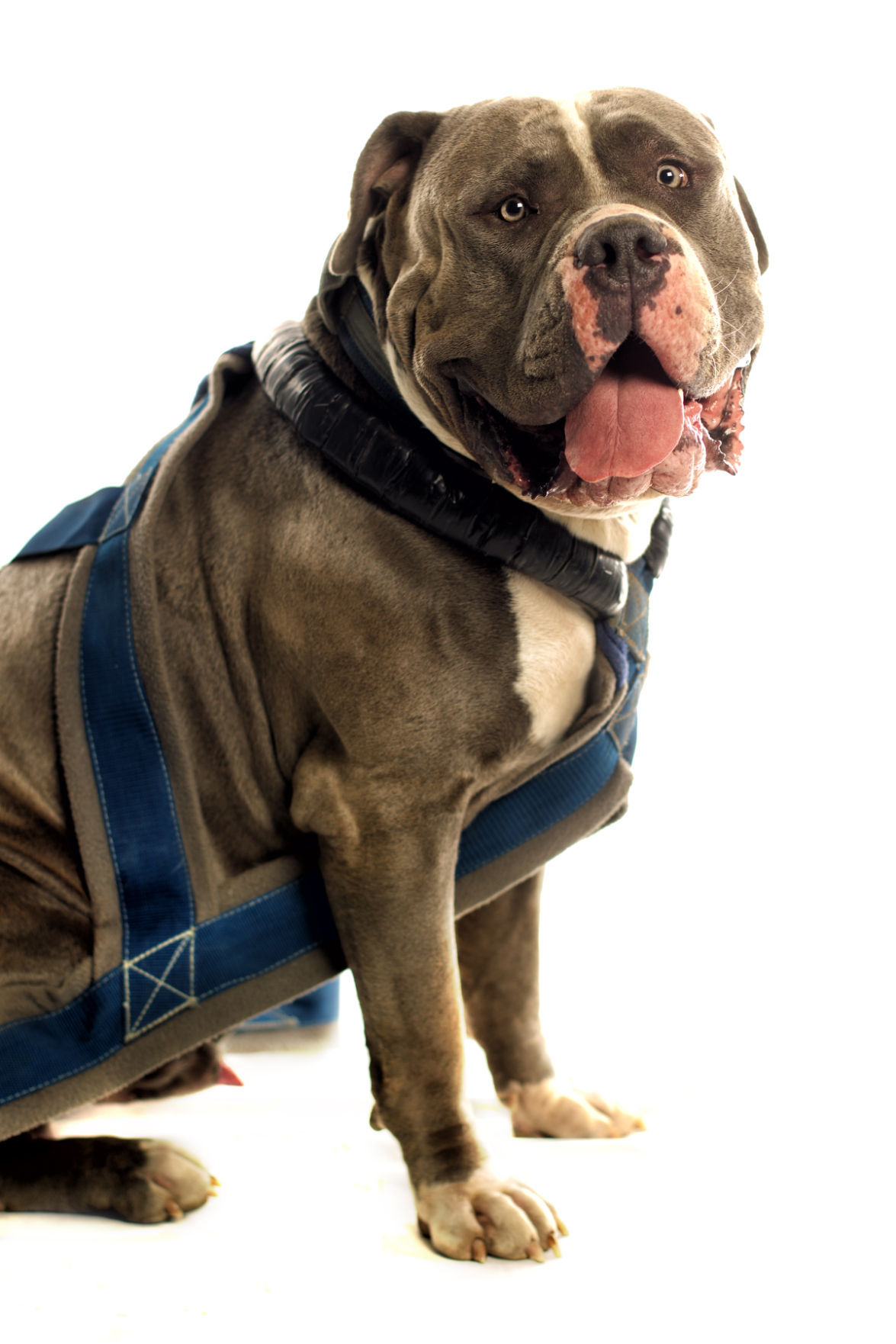 Dogs with Jobs