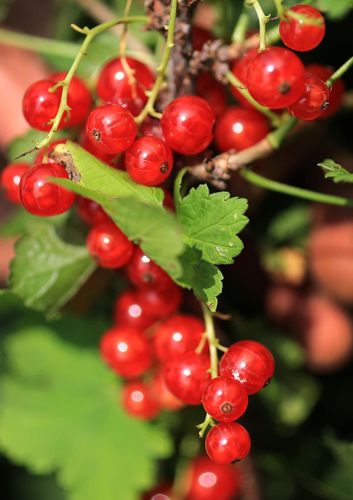 Currant Situation: Tangy Fruit Rediscovered by New Generations ...