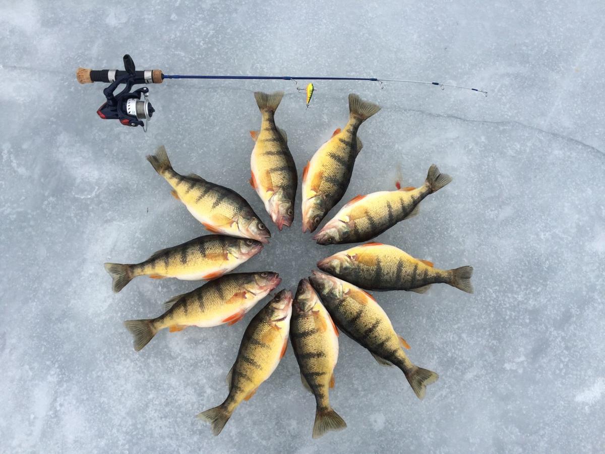 Fishing Column: Pesky yellow perch provide fun winter fishing