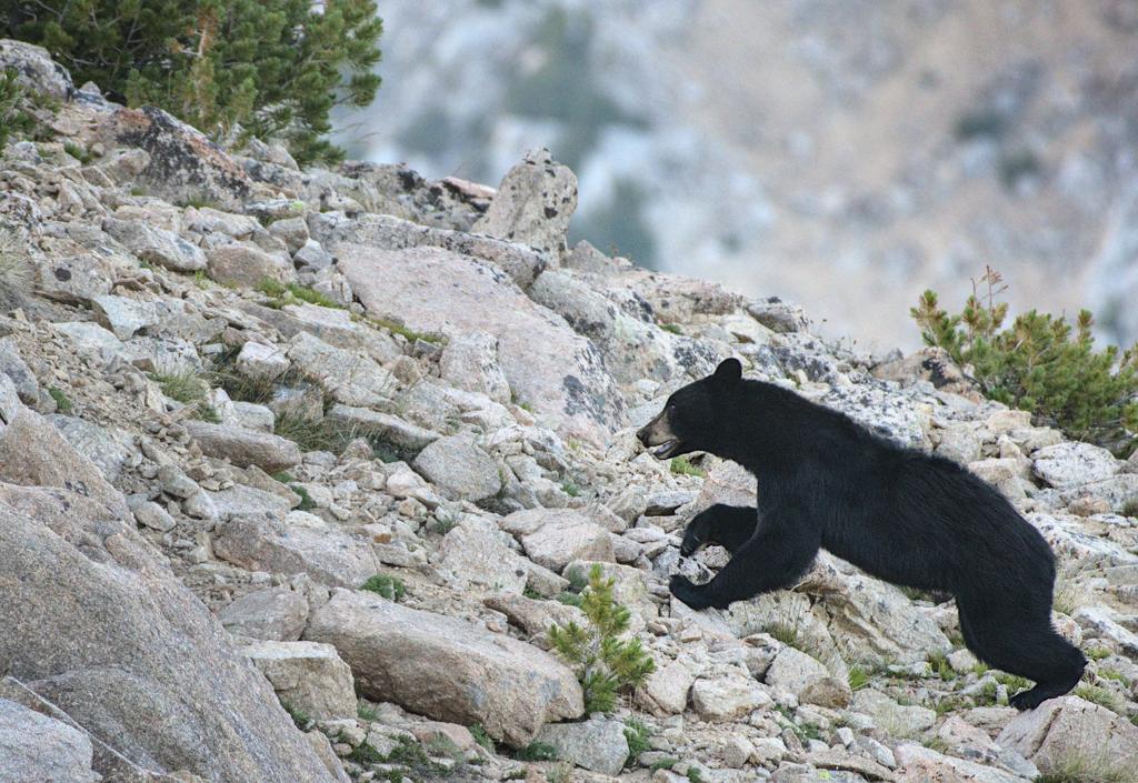 Idaho S Snake River Named Nation S Most Endangered Snra Changes Guidelines On Camping Stay Limits Bear Proof Food Storage Outdoors Magicvalley Com