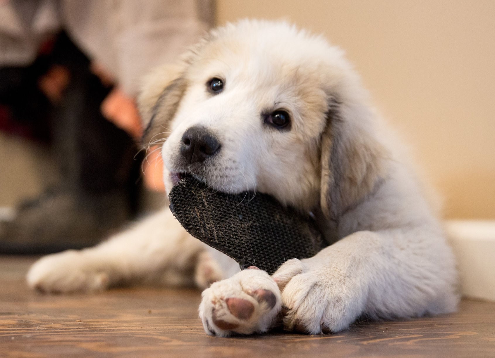 craigslist great pyrenees puppies