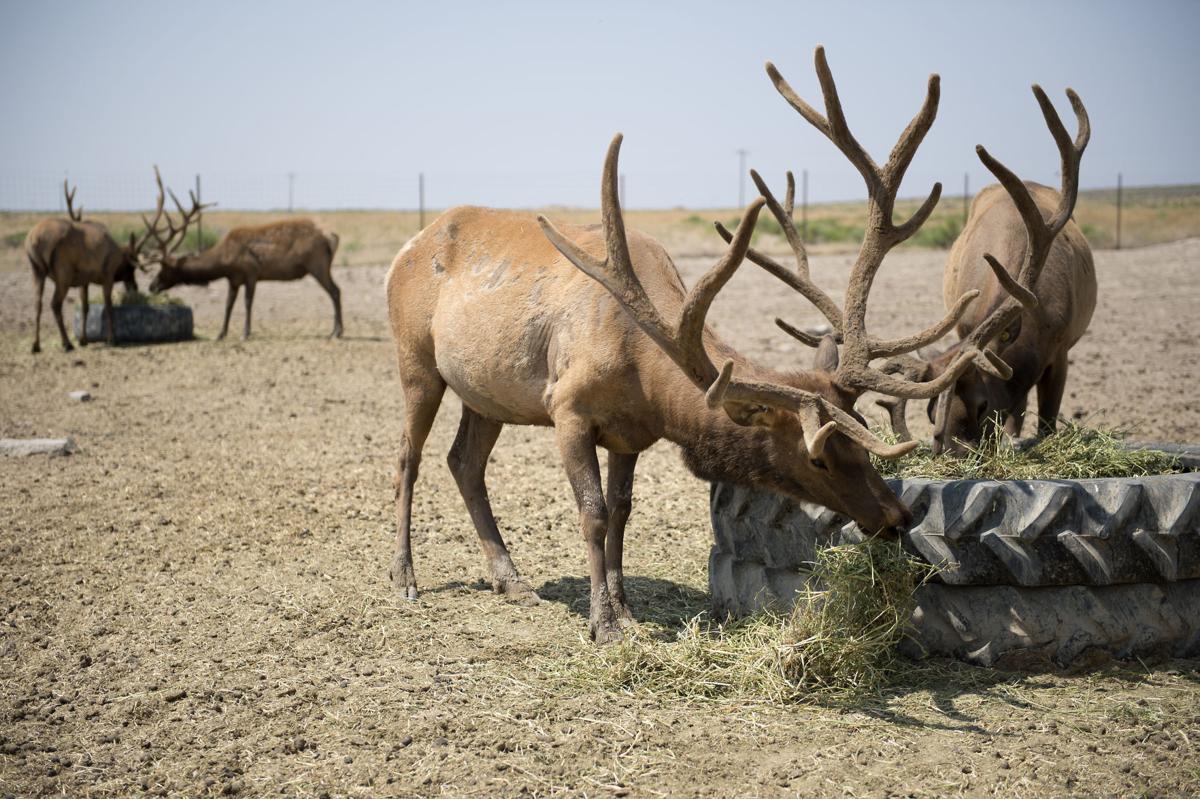 Idaho meat PT Elk Farm offers elk without the hunt Southern Idaho