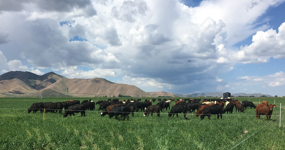 Federal government reinstates University of Idaho climate grant for farmers