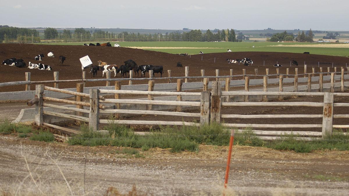 Gallery Cattle Roam About in a Feedlot