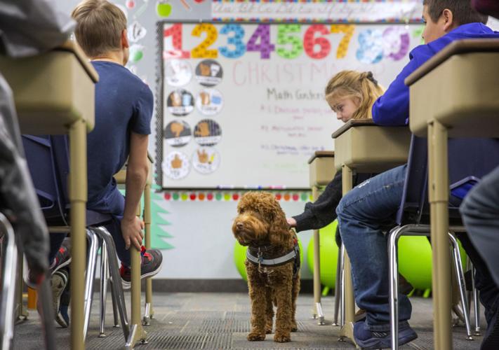 Therapy dogs at White Pine Elementary School