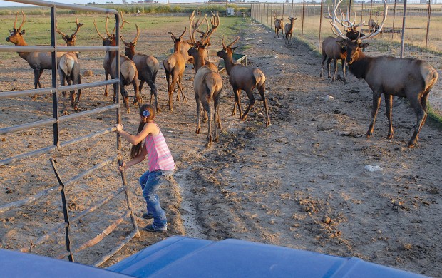 YOUR PLATE: Feeding Time on the Elk Farm | Southern Idaho Local News ...