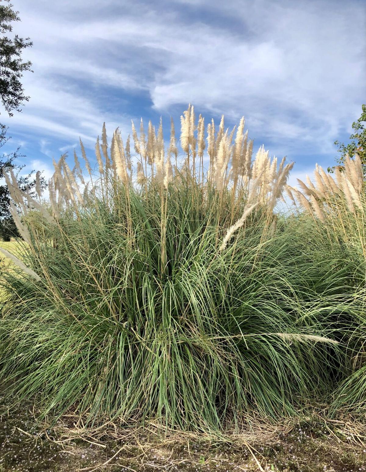 Ornamental grasses easy to establish Education