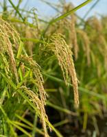 Prices move higher after USDA report cuts rice, soybean acres