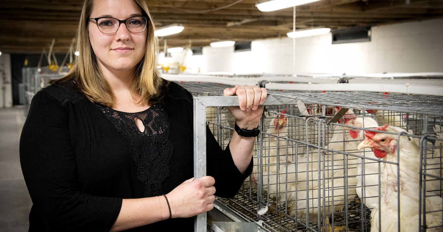Researchers uncover what makes some chickens more water efficient than others - Vimarsana News
