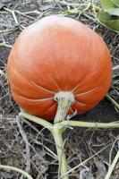 Asbury United Methodist opens pumpkin patch