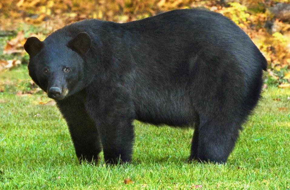 No South Central Arkansas bear season likely until 2022 or later