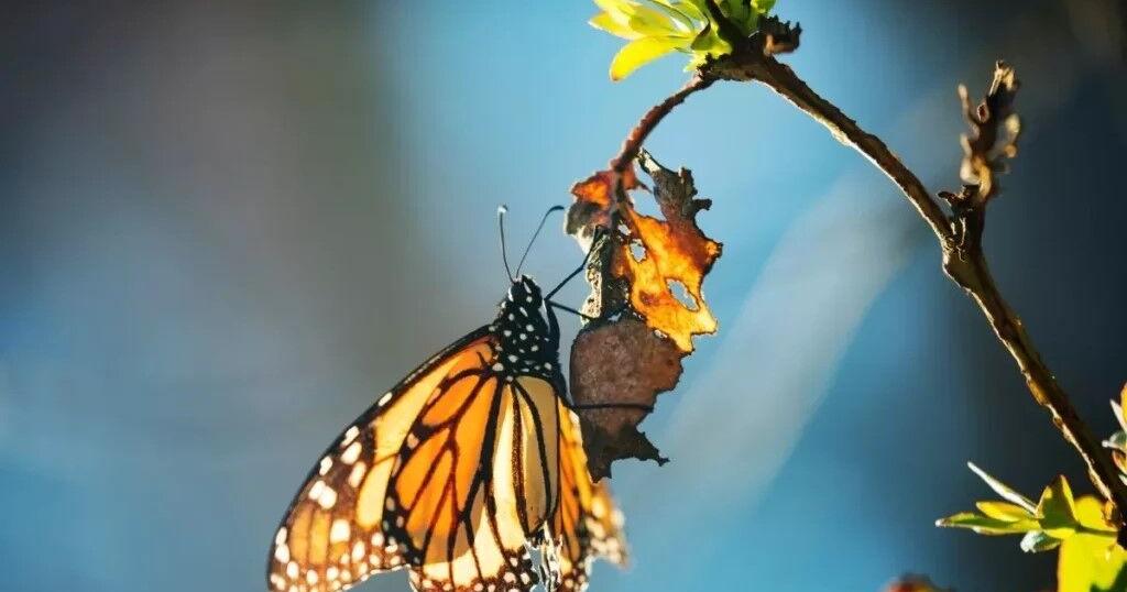 States Newsroom: Record low number of threatened species get new protections under Trump, zero in second term