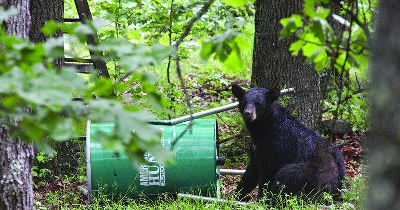 Arkansas Advocate: Human changes to environment could be behind recent fatal bear attacks