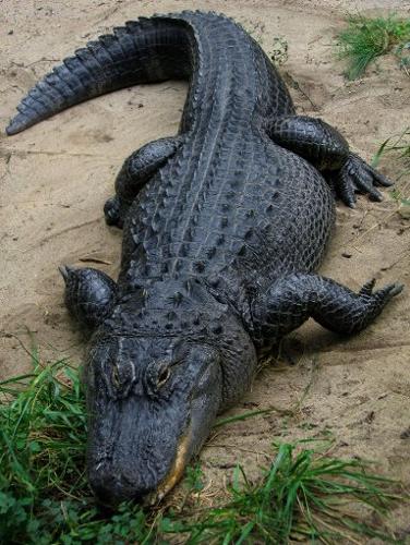 Arkansas alligator hunters have through June 30 to file for ...