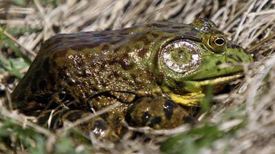 Louisiana officers gig four people for illegally taking frogs in ...
