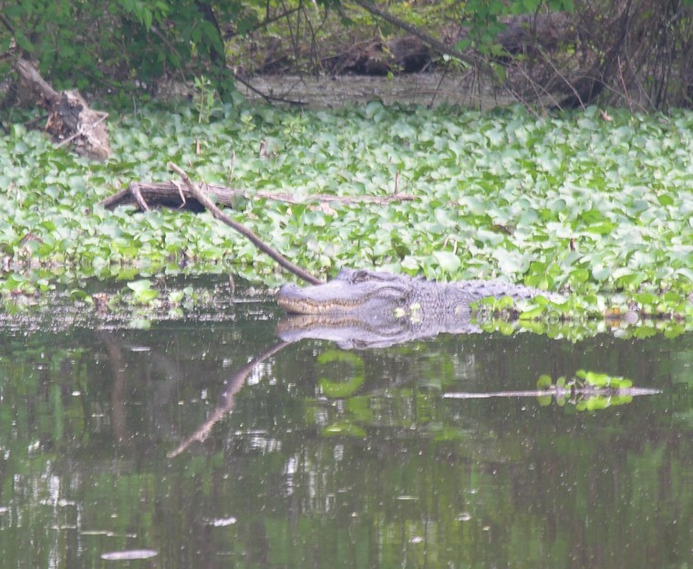 September permit season set for South Arkansas alligators Individual