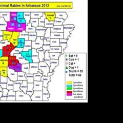 It's maddening -- Arkansas rabies cases on the increase | Regional News ...