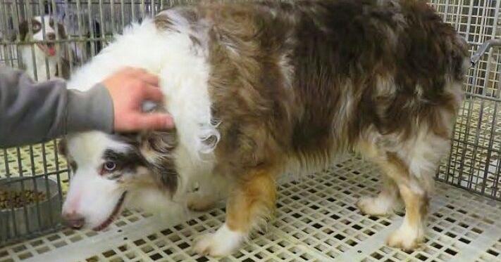 Iowa Capital Dispatch: U.S. Department of Agriculture argues it's not required to enforce Animal Welfare Act
