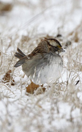 Christmas Bird Count Returns December 14 January 5 Community Groups Magnoliareporter Com