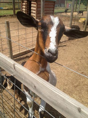 Ruminant ranch tour will explore the world of sheep and goats | Business |  