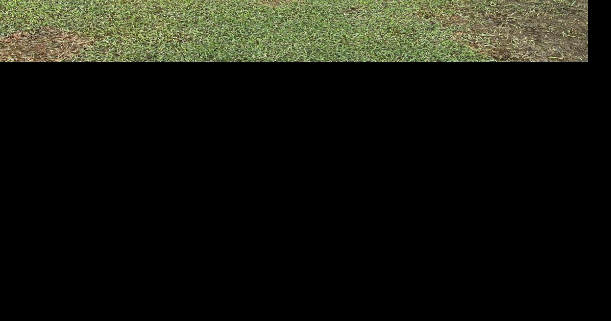 “What's wrong with my lawn?” Research points toward possible answer