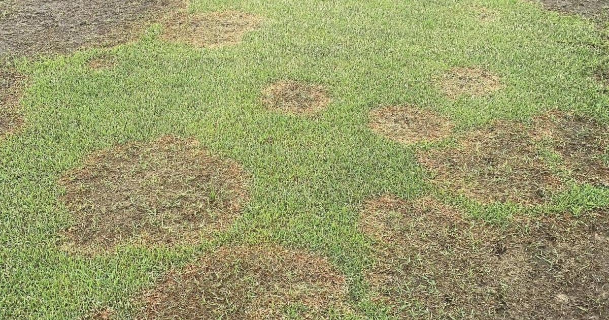 “What's wrong with my lawn?” Research points toward possible answer
