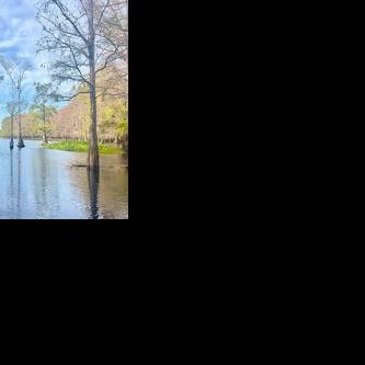 Webster Parish Journal: Cypress looper infestation hits Lake Bistineau, blamed for tree damage and fish kills