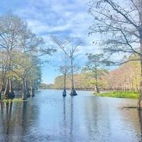 Webster Parish Journal: Cypress looper infestation hits Lake Bistineau, blamed for tree damage and fish kills