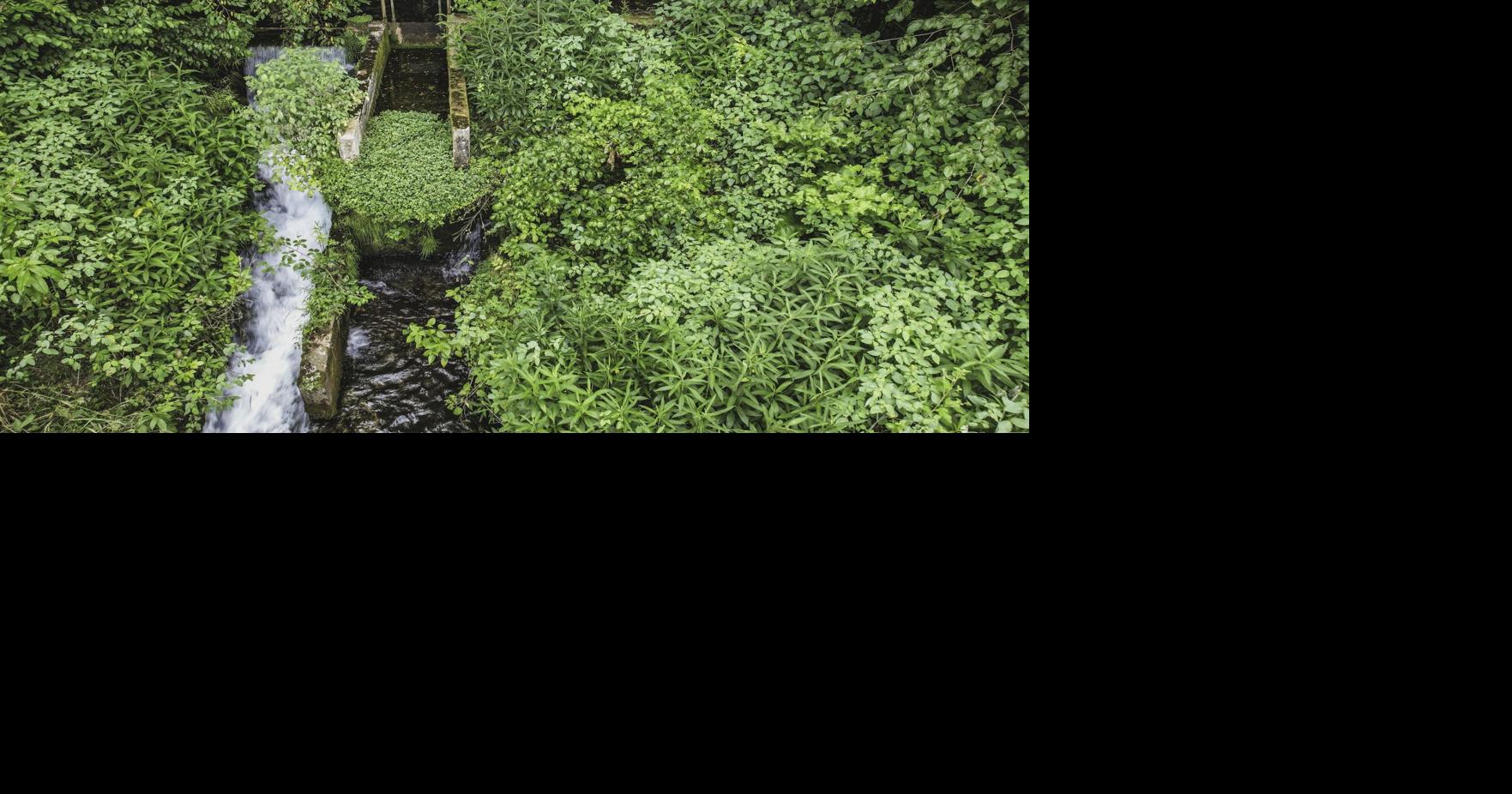 A new study offers insights on the power of imagery in conservation initiatives