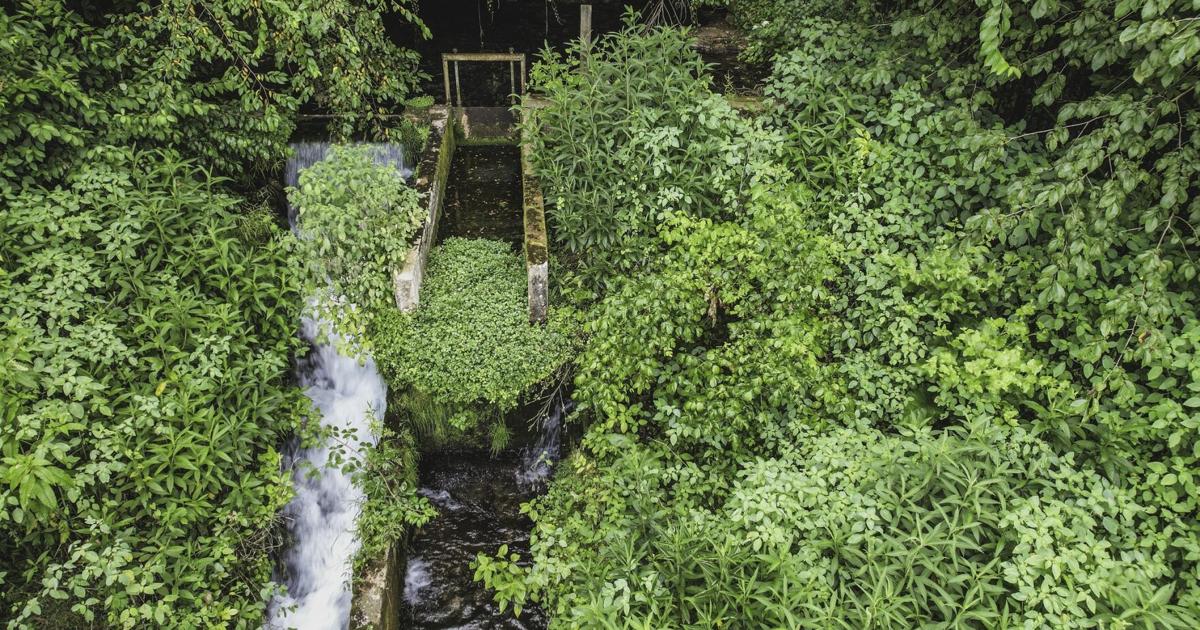 A new study offers insights on the power of imagery in conservation initiatives