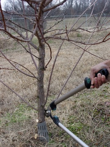 download free pruning plum trees