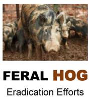 State claims removal of 27,000+ feral hogs since January 2020