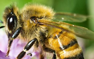 State Plant Board monitors health of Arkansas' honeybees | Business ...