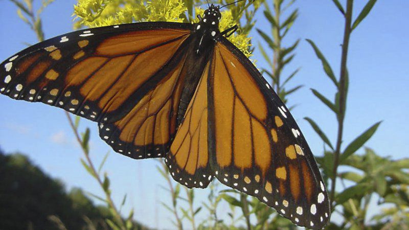 Monarch Butterflies On The Move In Higher Numbers Outdoors Magnoliareporter Com