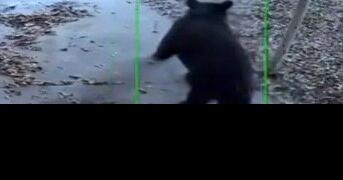 Webster Parish Journal : Bear sightings bear out - Vimarsana News