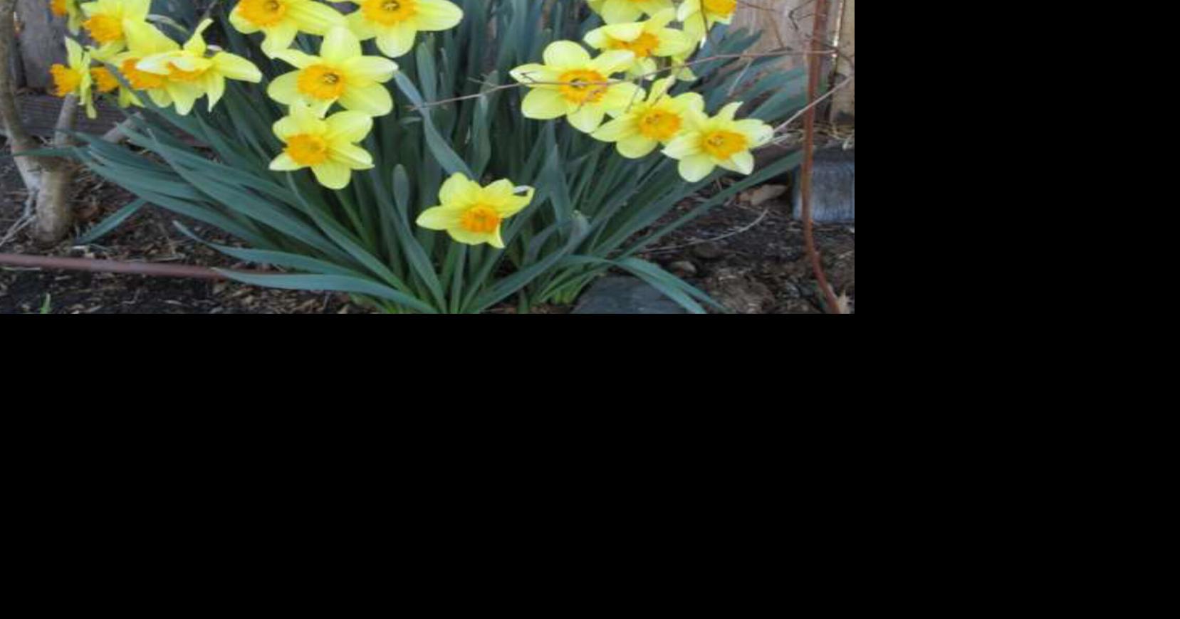 Daffodil Festival "lite" in Camden this weekend Festivals