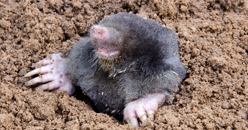 Biologists looking for sightings of Arkansas's least "watchable" wildlife species | Education - Vimarsana News