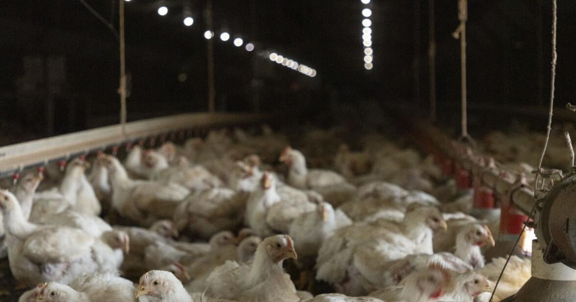 Poultry farmers continue to battle avian flu in 2025, aMPV in turkeys