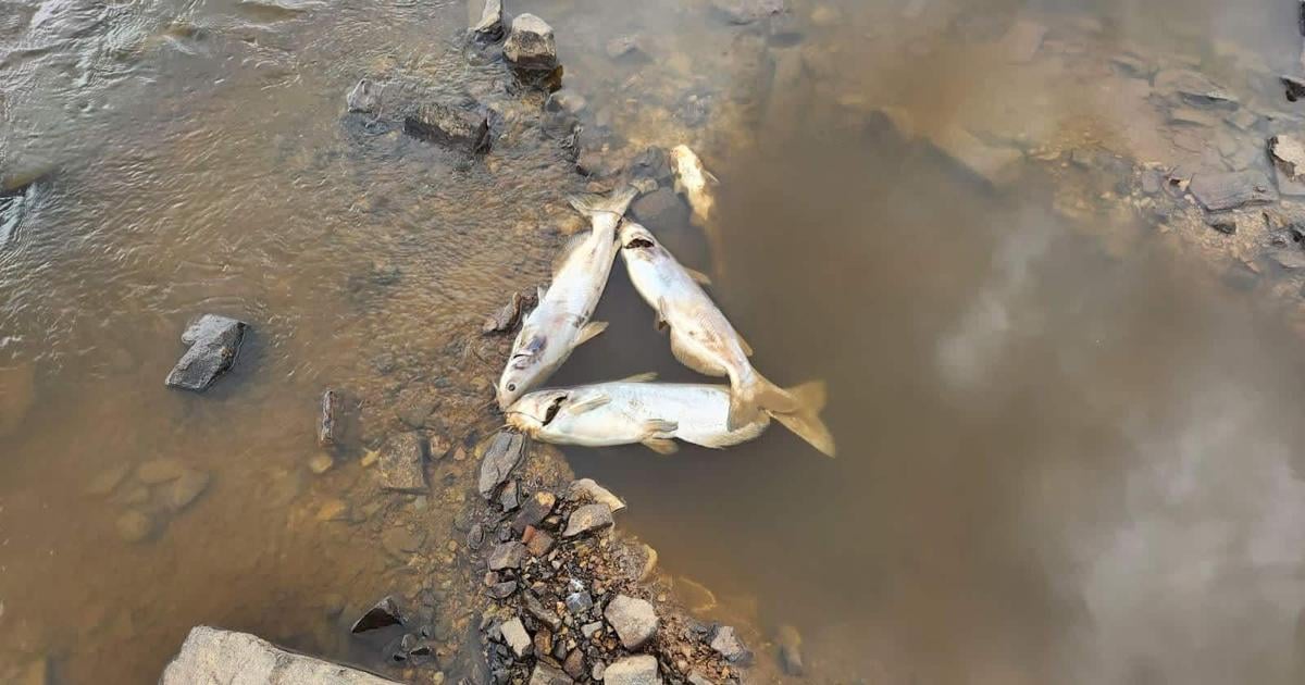 Immediate Fish Kill Fish kills natural summer phenomenon on small waters | Outdoors ...