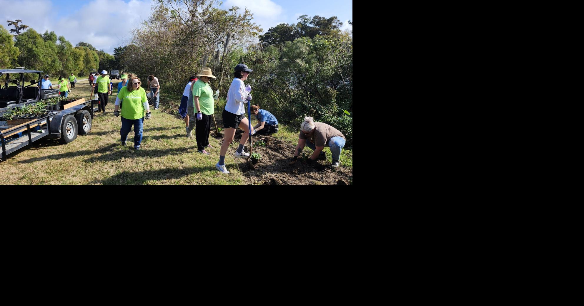 LSU AgCenter entomologists look to rebuild firefly populations with habitats, native plants
