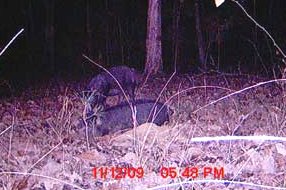 Feral Couples