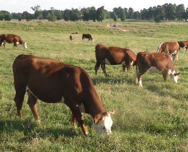 Hope Livestock Auction Larger Animals Command Higher Prices
