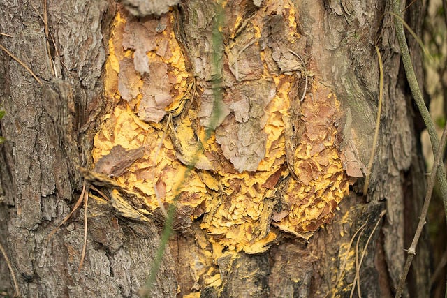 pine tree trunk fungus