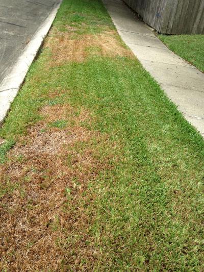 Dead St Augustine Grass May Stem From Chinch Bugs North Louisiana