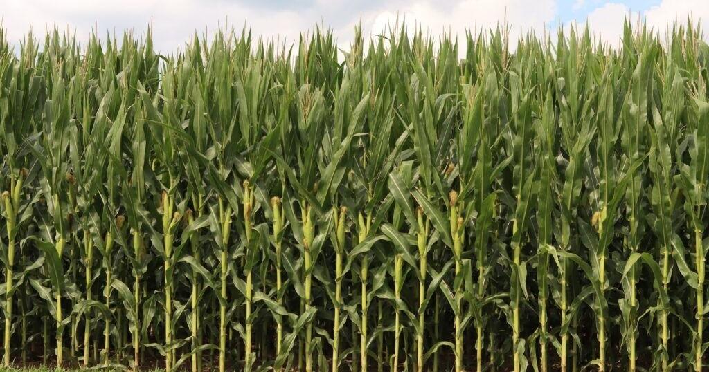 Iowa Capital Dispatch: War in Middle East causes further stress on U.S. farmers