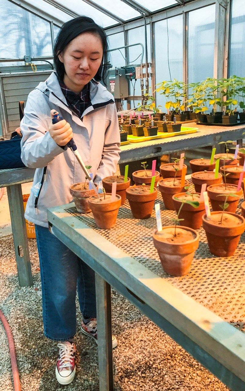 Research aims to make plants more resistant to disease - Vimarsana News